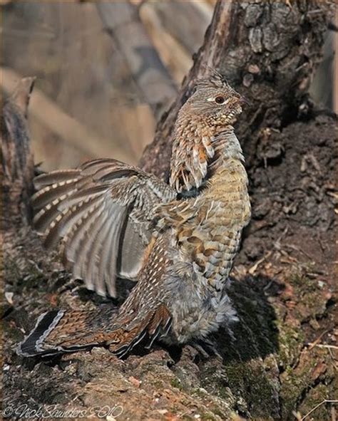 Ruffed Grouse By Nick Saunders Thunder That S What It Sounds Like