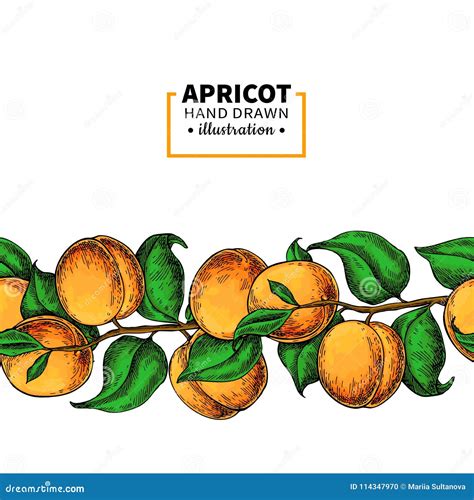 Apricot Branch Seamless Border Hand Drawn Isolated Fruit Summer Food