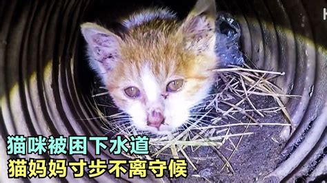 猫咪被困在下水道十天，猫妈妈寸步不离守候，最终获救 腾讯视频