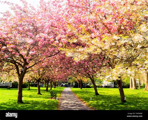 Lewisham Park Hi Res Stock Photography And Images Alamy