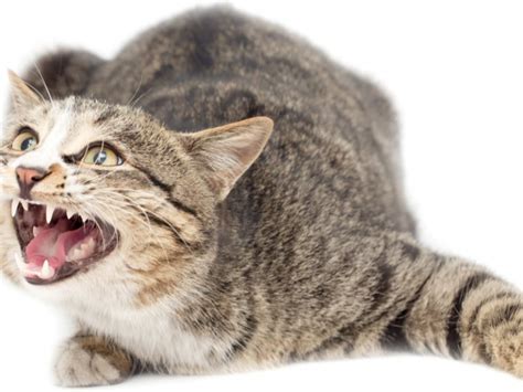 Cat Drooling Causes Symptoms Treatment All About Cats