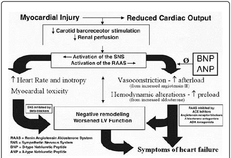 Mechanism of action of RAAS inhibitors in heart failure. | Download Scientific Diagram