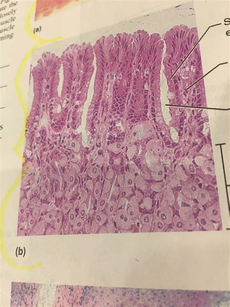 Gastric Pits And Glands Diagram Quizlet