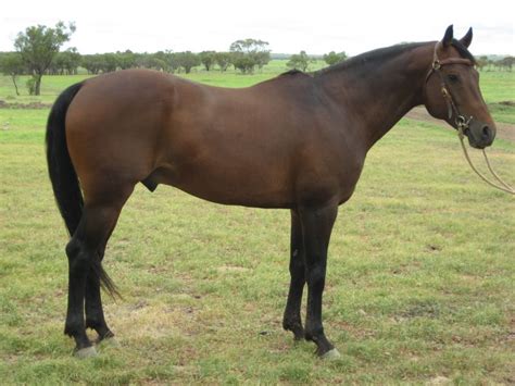 Australian Stock Horse Info Origin History Pictures Horse Breeds