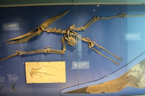 Pteranodon Longiceps At The Natural History Museum Of Los Angeles