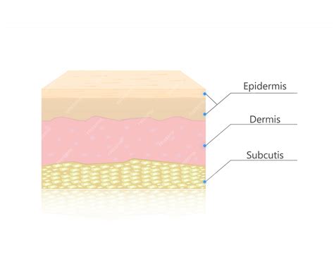 Premium Vector | Skin layers vector