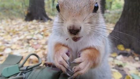 Кормлю милую толстую белку Feeding A Cute Fat Squirrel Youtube