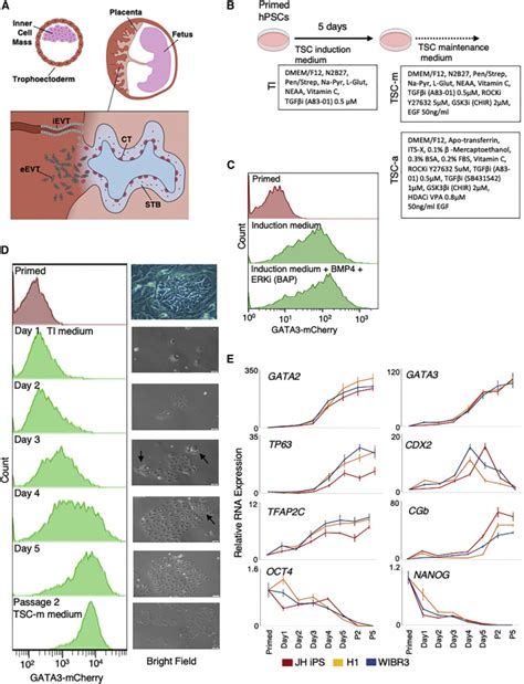 Human Primed And Na Ve Pscs Are Both Able To Differentiate Into