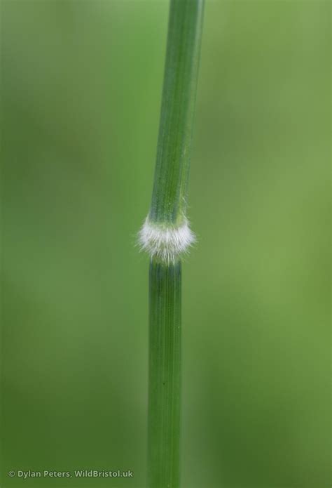 Creeping Soft Grass Holcus Mollis Species Wildbristoluk