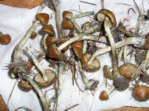 Shroomery - Fresh Psilocybe Azurescens