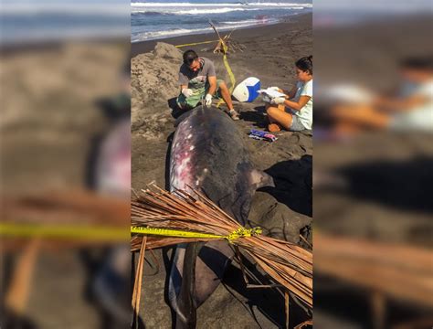 Profepa Atiende Varamiento De Ejemplar De Ballena Picuda Pigmea En