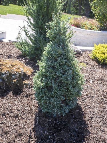 Chamaecyparis Pisifera True Blue True Blue Sawara Cypress Conifer