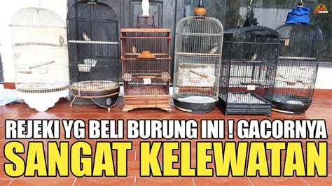 Luar Biasa Burung Ini Gacor Dor Suara Kaya Petasan Pantes Jadi