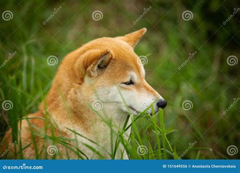 Retrato Del Husky Siberiano Sabio Lindo Y Hermoso De La Raza Del Perro