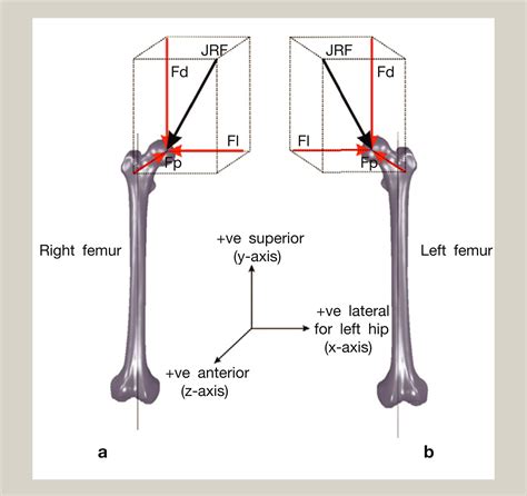 Biomechanics Of The Lower Limb Surgery Oxford International Edition