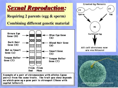 Methods of reproduction