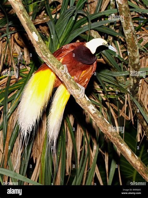 Greater Bird Of Paradise Paradisaea Apoda Found In Papua New Guinea