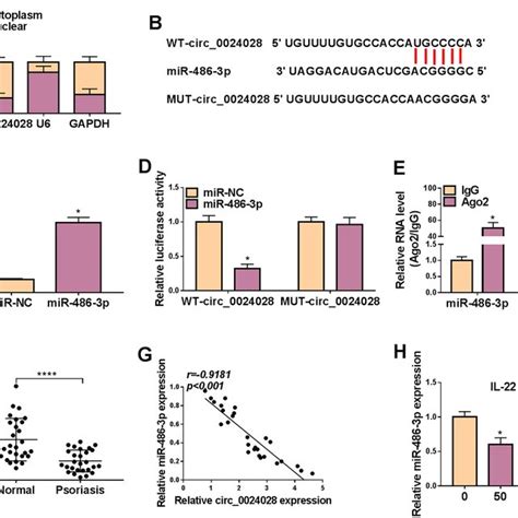 Circ 0024028 Sponged MiR 486 3p A Circ 0024028 Expression In The