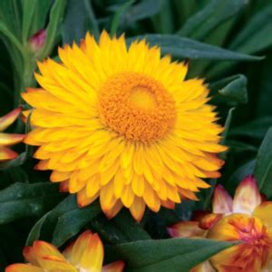 Bracteantha bracteata Cottage Yellow | Lucas Greenhouses