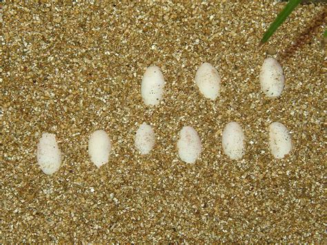 Photo Gallery Basilisks Green Basilisk Eggs