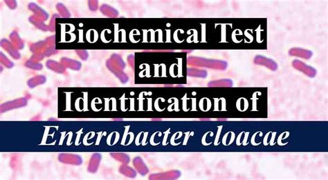 Enterobacter Aerogenes Gram Stain