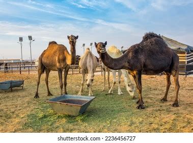 Different Types Camels Desert Alsahbaa Alnajdiyyah Stock Photo 2236456727 | Shutterstock