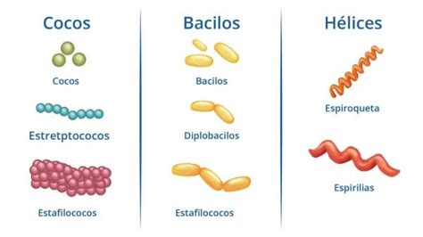 7 características del reino MONERA y ejemplos