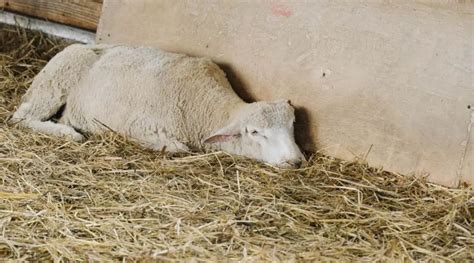 Enterotoxemia In Sheep Explained - SheepCaretaker