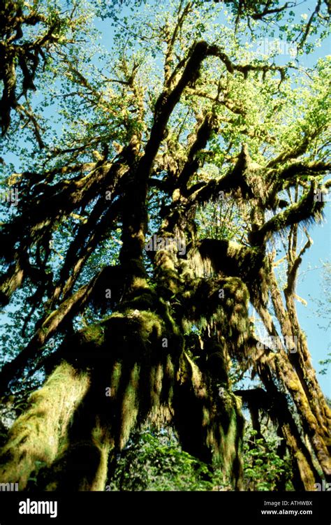 Wa Washington State El Parque Nacional Ol Mpico Hoh Rain Forest