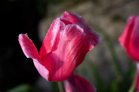 Tulipa Flor Vermelho Foto Gratuita No Pixabay Pixabay