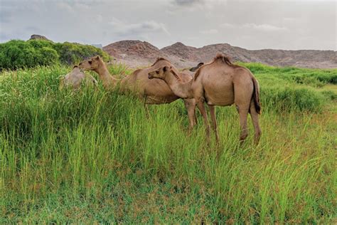 When Is The Best Time To Visit Salalah In Oman From The UAE Yalla