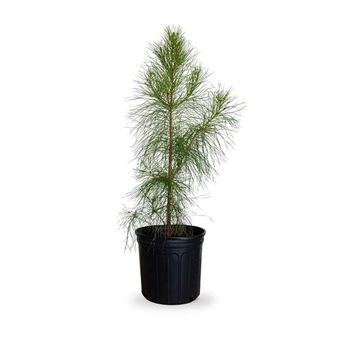 Flowerwood 25 Gal Loblolly Pine Tree Evergreen Conifer 47423fl The