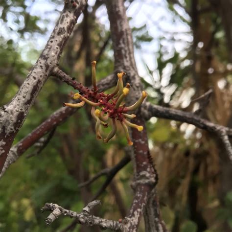 Hardy And Easy To Grow Carob Seeds For Planting Unprocessed Food