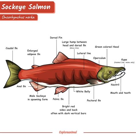 Premium Vector Anatomy Of A Sockeye Salmon