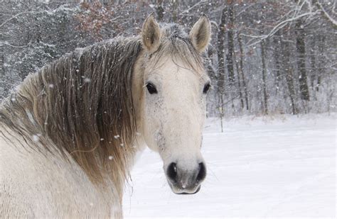 Horses in the Snow Wallpaper (59+ images)