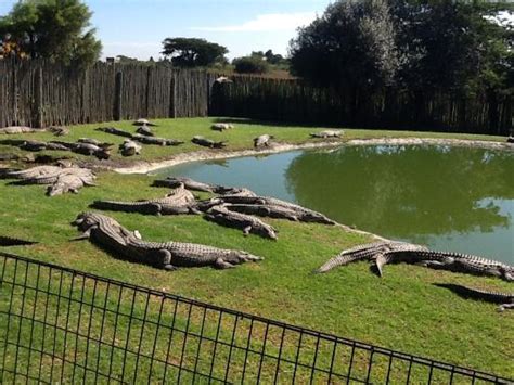 Croc City Crocodile and Reptile Park (Fourways) - 2019 All You Need to Know BEFORE You Go (with ...