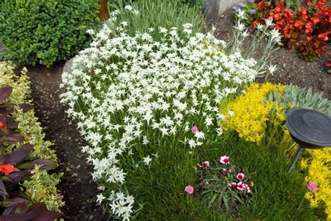 Edelweiss Flower Meaning Symbolism Of A Wild White Flower Plantisima