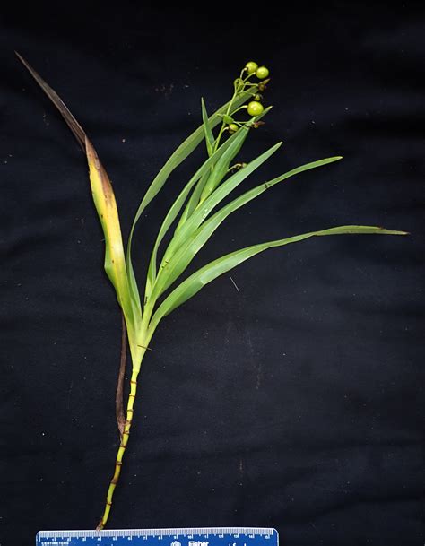 Dianella Asphodelaceae Image At Phytoimages Siu Edu