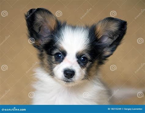 Papillon Puppy Stock Image Image Of Mammal Young Papillon 18215249