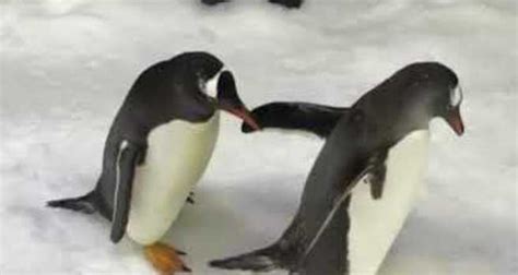 Same Sex Penguin Couple Becomes First In Australia To Foster An Egg