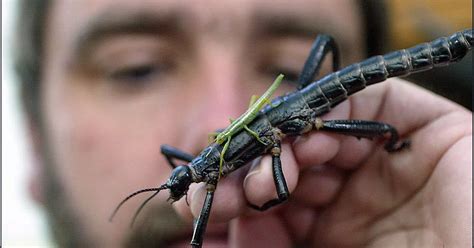 Insect believed to be the rarest on Earth is available to see in one US zoo - Mirror Online