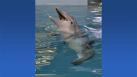 Dolphin Tale Star Winter Dies At The Clearwater Marine Aquarium Following Days Of Sickness