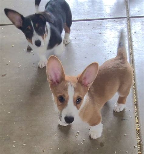 Gallery 1 — House Of Corgi Tails