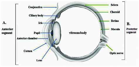 The Anatomy Of Ocular System Representing Anterior A And Posterior Download Scientific