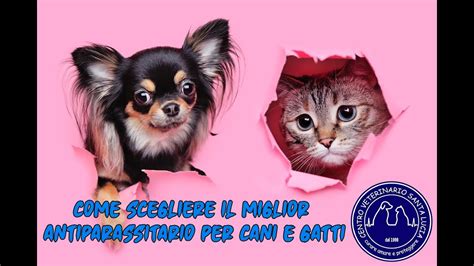 97 Come Scegliere Il Miglior Antiparassitario Per Cani E Gatti YouTube