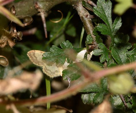 Idaea Politaria Geometridae Butterflies Of Crete