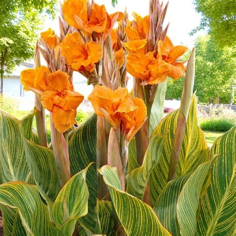 Canna Striata Bare Root – Carbeth Plants