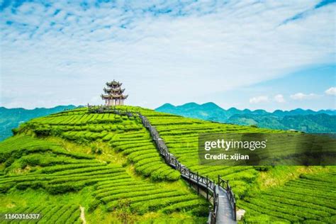 1,572 Tea Plantation Sunset Stock Photos, High-Res Pictures, and Images ...