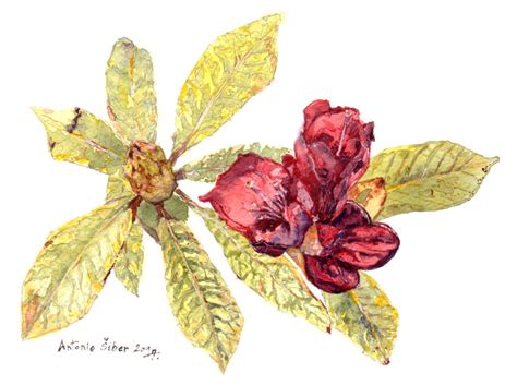 Rododendron