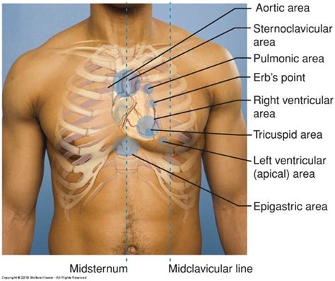 Unit Assessment Of The Cardiovascular System Flashcards Quizlet